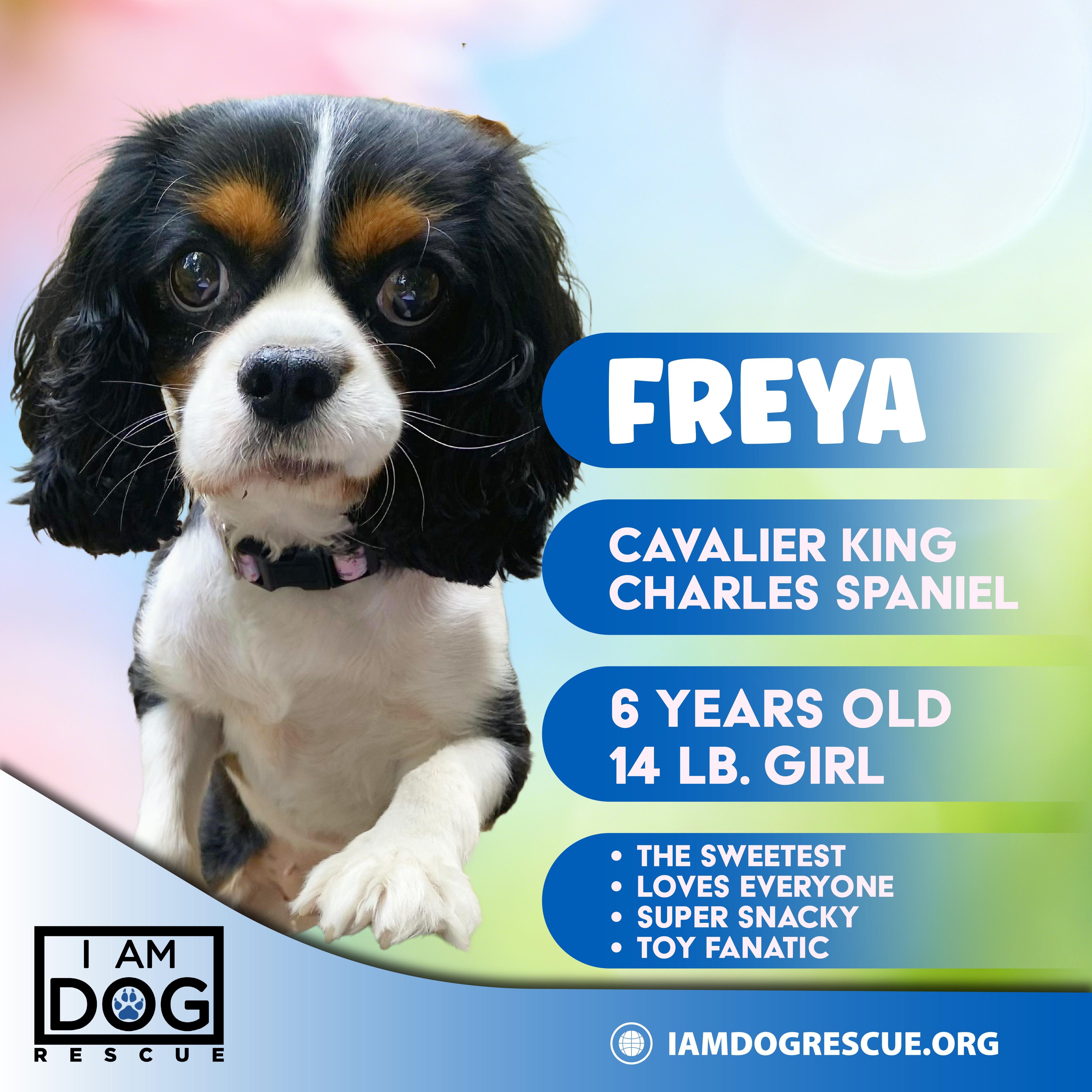 Freya thumbnail 4