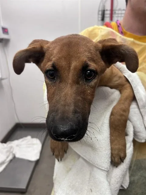 A baby small-sized female German Shepherd Dog dog named Velma for adoption in Tucson, AZ