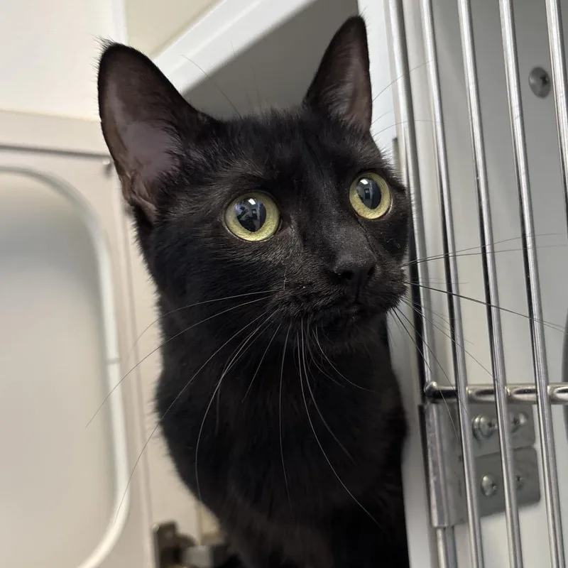 A young medium-sized female Black Domestic Short Hair cat named Buffy for adoption in Naperville, IL