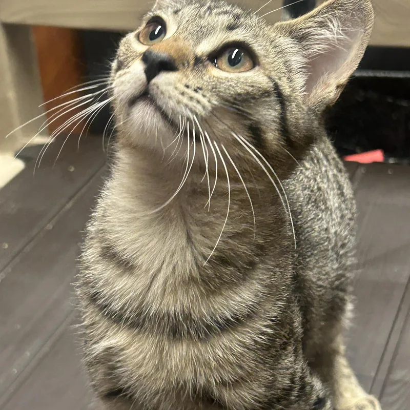 Chicken Alaking And Chunky thumbnail 2