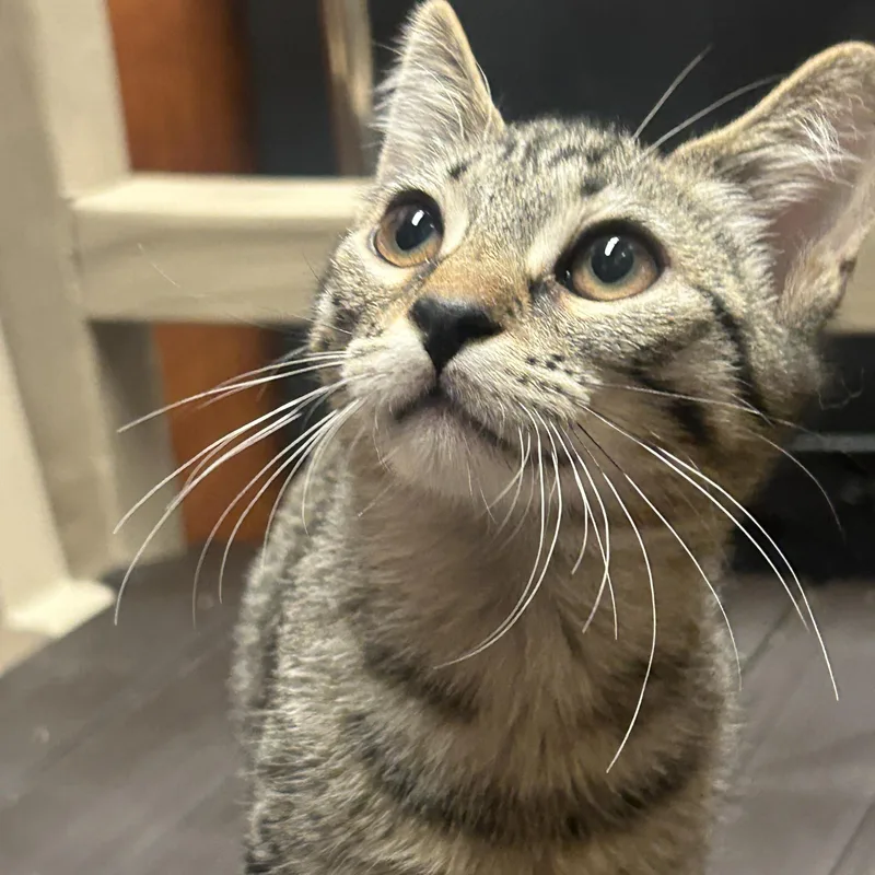 Chicken Alaking And Chunky thumbnail 3