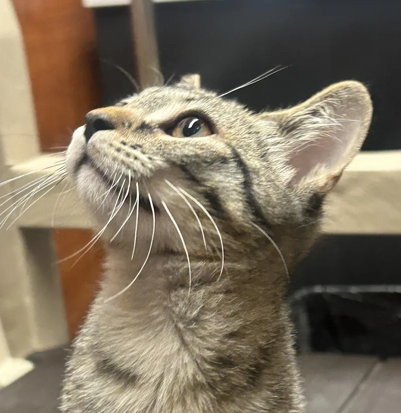 Chicken Alaking And Chunky thumbnail 4