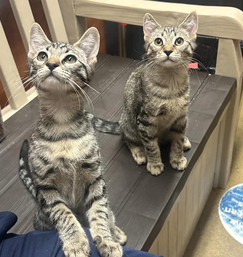 A baby medium-sized male Tabby (Brown / Chocolate) Domestic Short Hair cat named Chicken Alaking And Chunky for adoption in Fairfax, VA