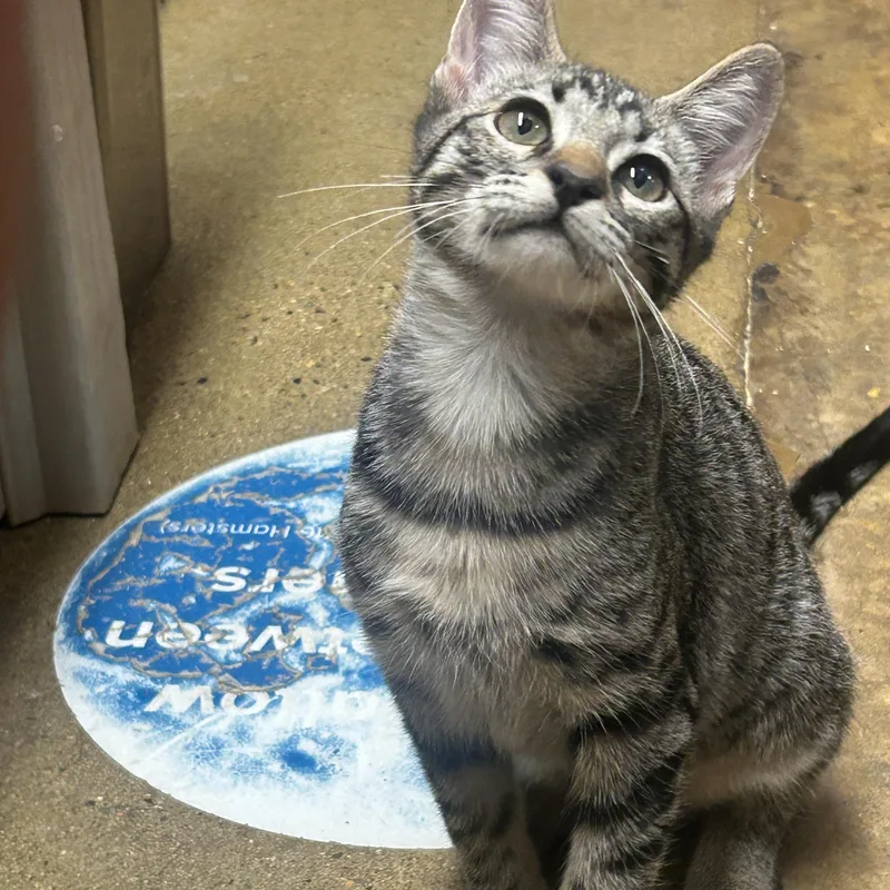 Chicken Alaking And Chunky thumbnail 5