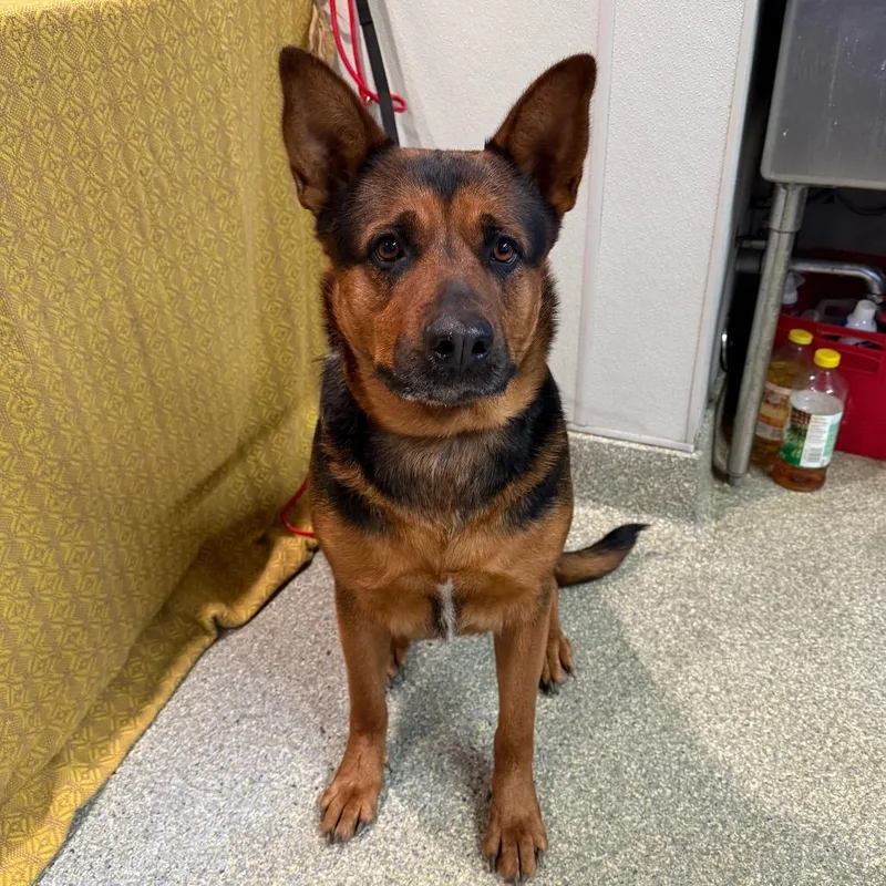 An adult extra large-sized female Black Shepherd dog named IVHSStray for adoption in San Gabriel, CA