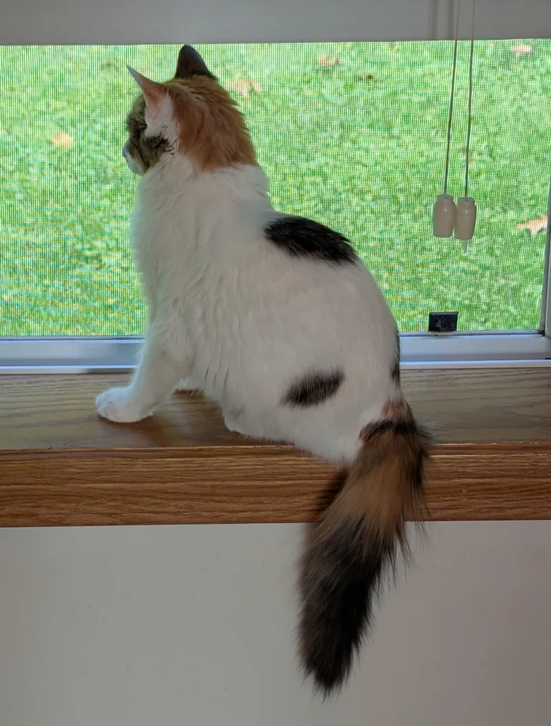 A young medium-sized female Domestic Medium Hair cat named Vail for adoption in Myerstown, PA