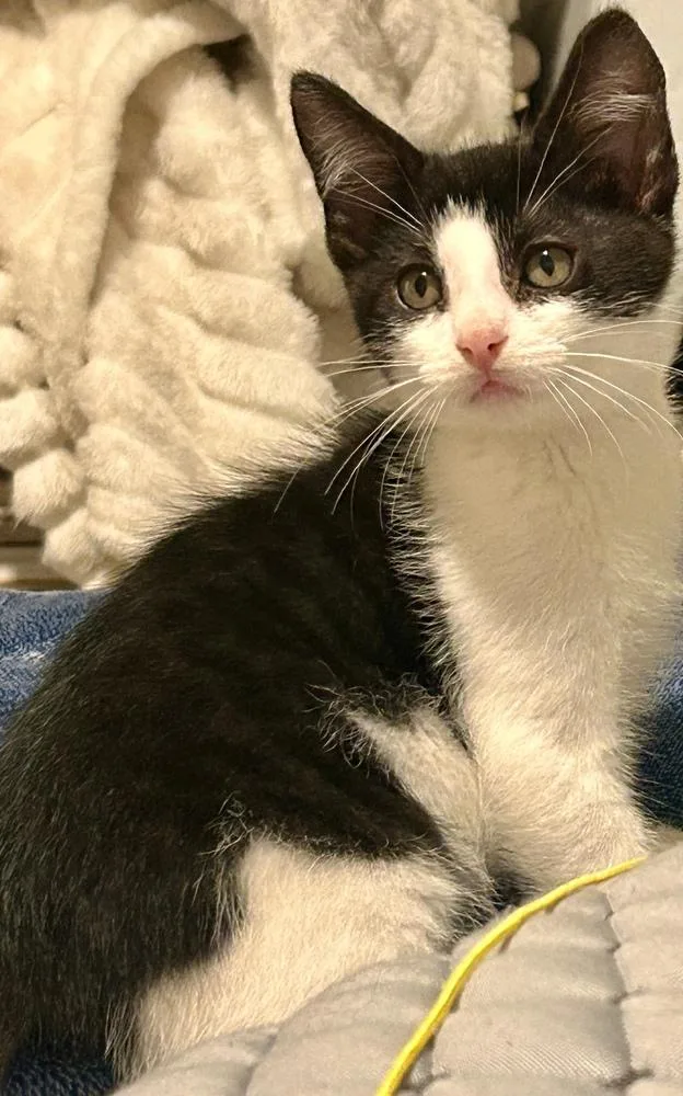 A baby small-sized male Domestic Short Hair cat named Leaf for adoption in Bellingham, WA