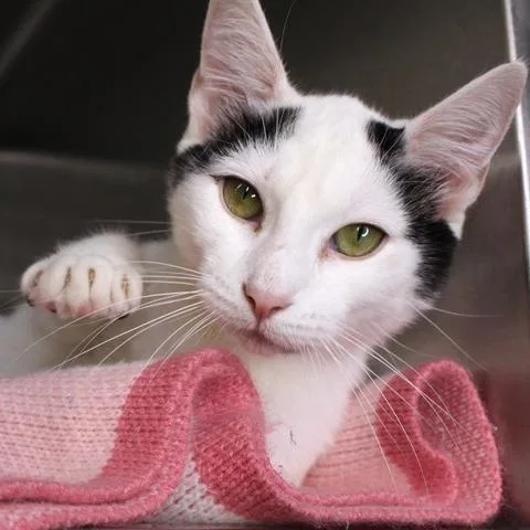 A young small-sized female White Domestic Short Hair cat named Zohara for adoption in Hopkinton, MA