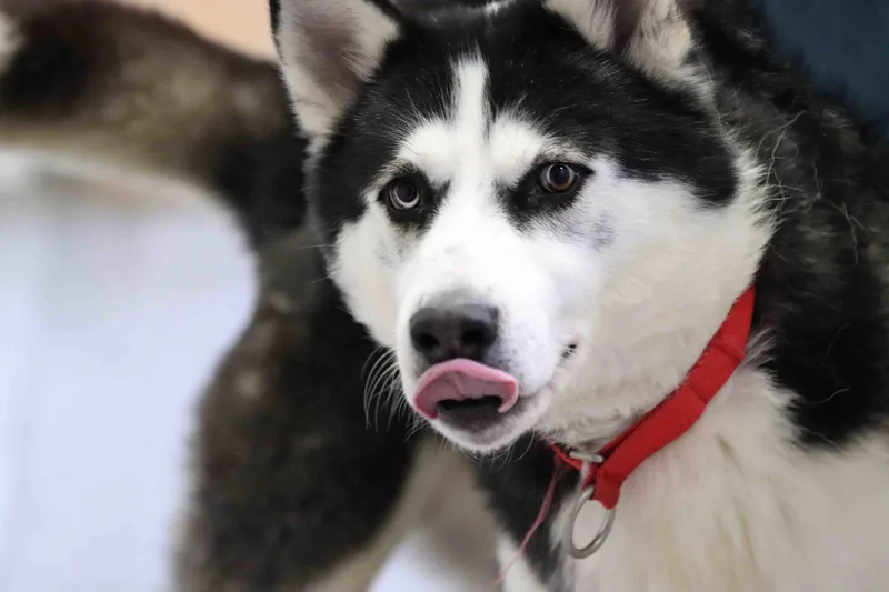 An adult large-sized male Siberian Husky dog named Auspicious for adoption in Walnut Creek, CA