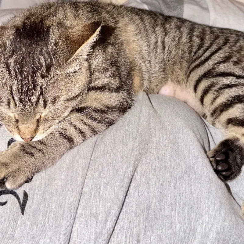 A young small-sized female Brown / Chocolate Domestic Short Hair cat named Mojave for adoption in Talent, OR