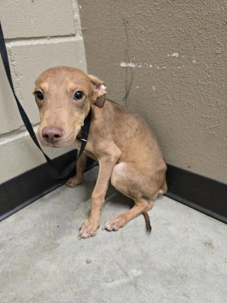 A baby medium-sized male Labrador Retriever dog named Drew for adoption in Huntsville, TX