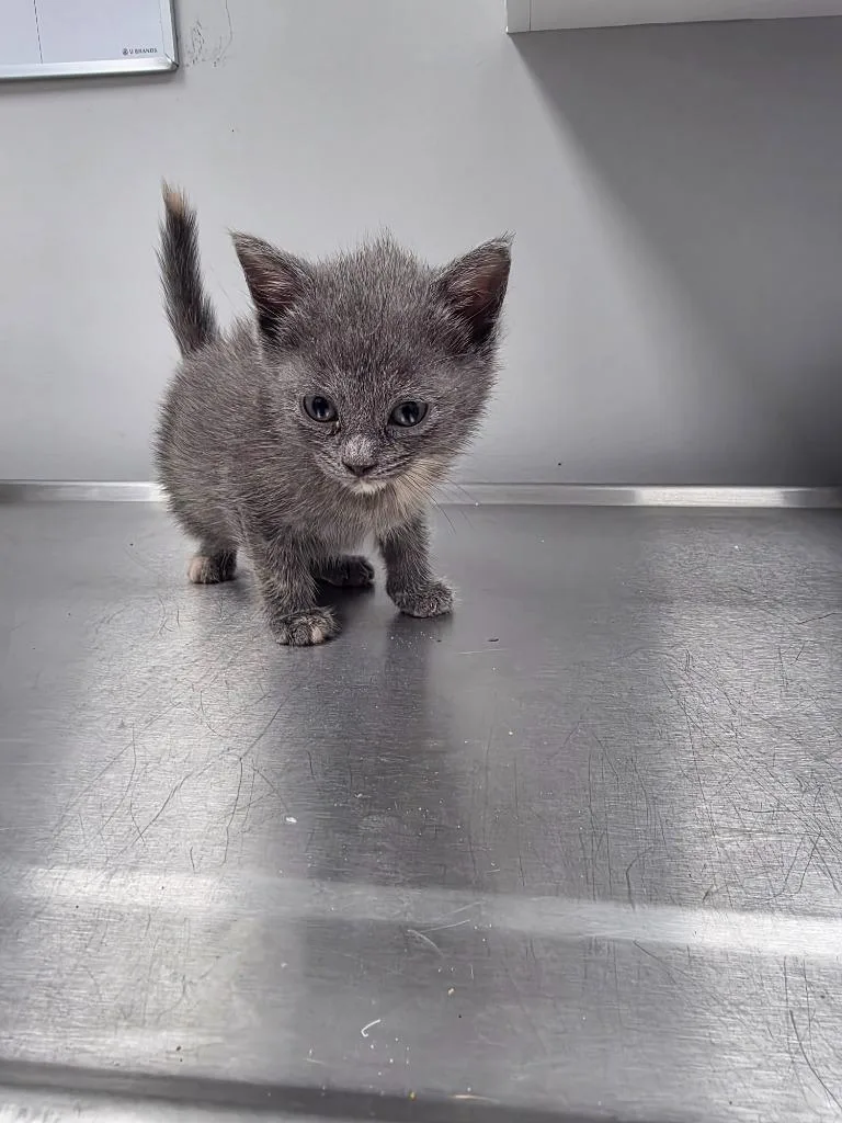 A baby small-sized female Domestic Short Hair cat named Rell for adoption in Angola, IN