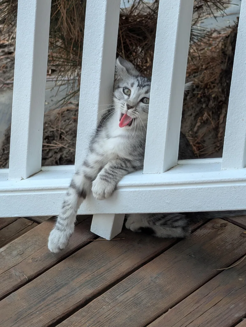 Goofball thumbnail 6