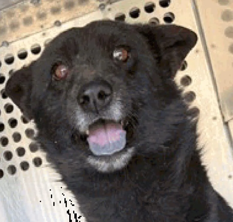 An adult medium-sized male Australian Shepherd dog named Fox for adoption in Scottsdale, AZ
