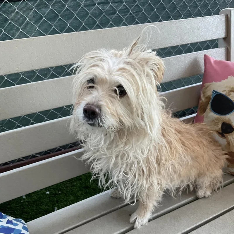 A senior small-sized female Yellow / Tan / Blond / Fawn Terrier dog named Korra for adoption in Henderson, NV