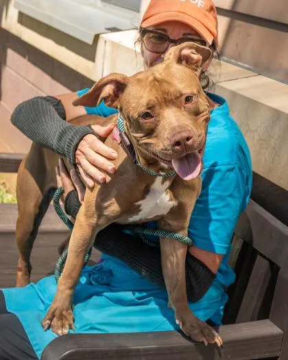 An adult large-sized female Mixed Breed dog named Smiles for adoption in Chamblee, GA
