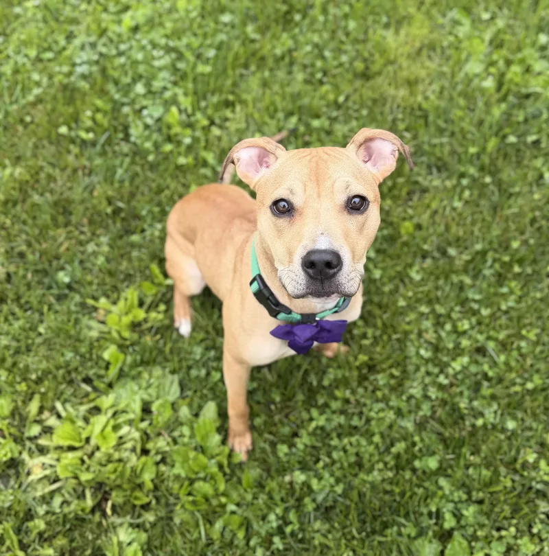 A young medium-sized female Apricot / Beige Mixed Breed dog named Lucy for adoption in Toledo, OH