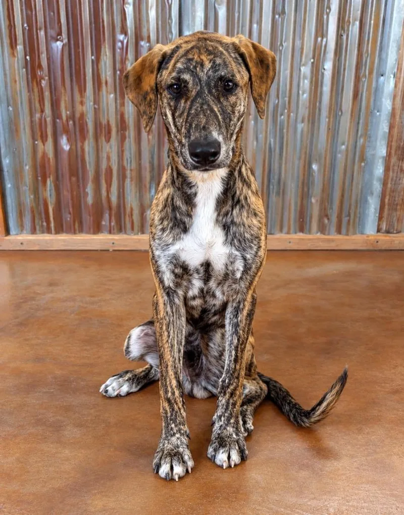 A young large-sized male Hound dog named Collin for adoption in Brownwood, TX