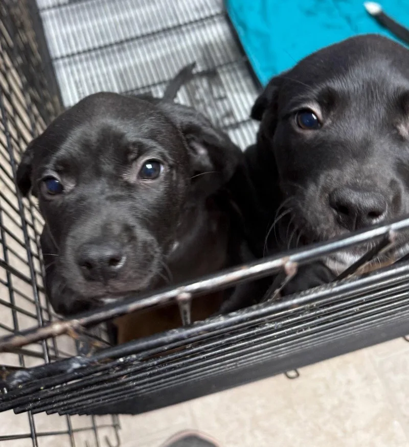 A baby medium-sized female Labrador Retriever dog named Jacendia for adoption in GILBERTS, IL