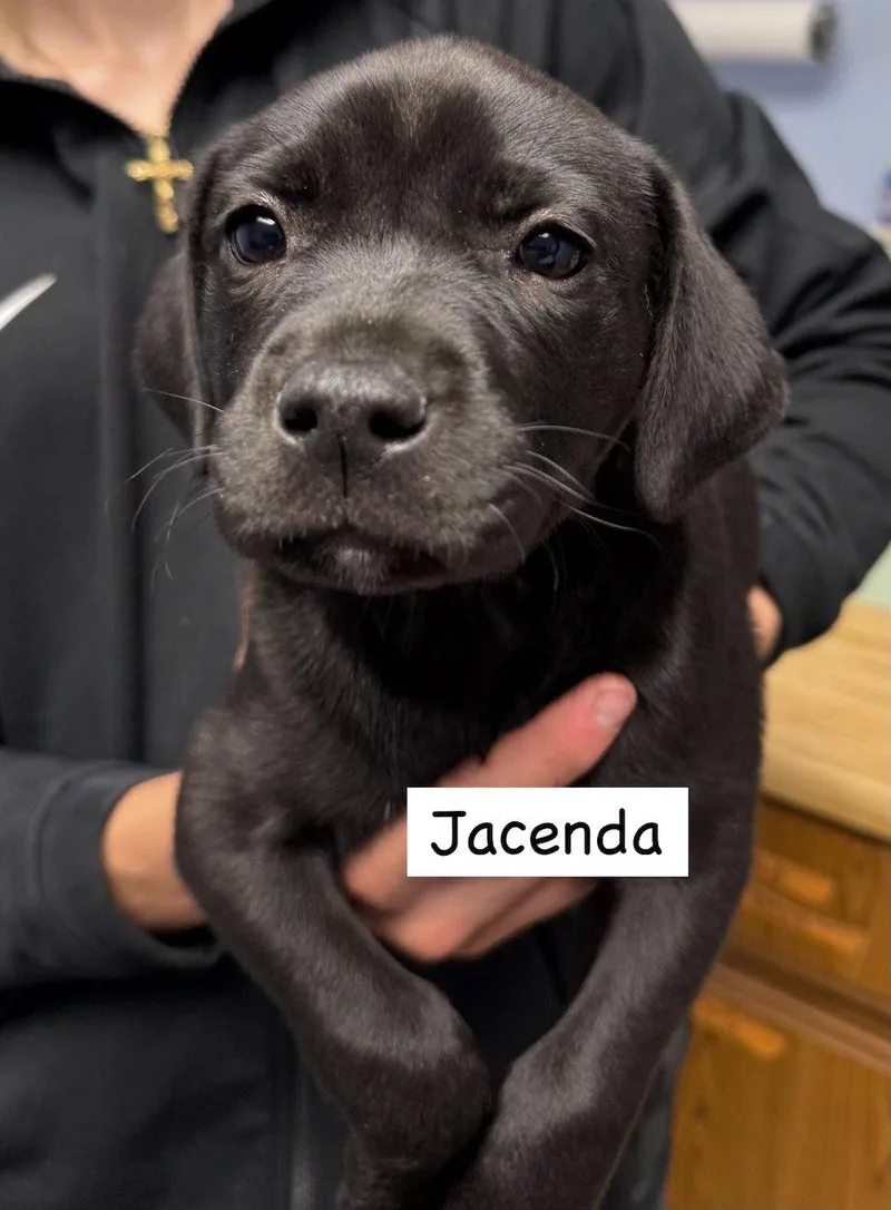 Jacendia thumbnail 2