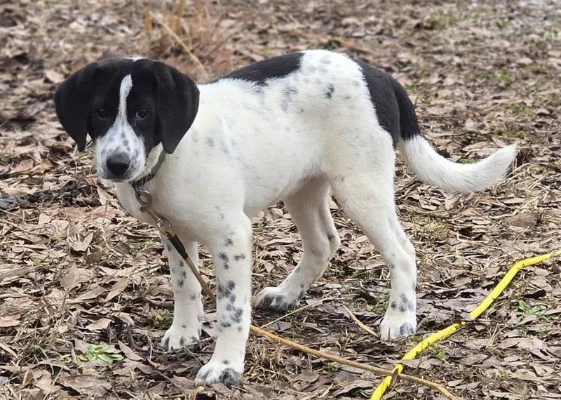 A young medium-sized female Harlequin Beagle dog named Molly for adoption in Corinth, MS