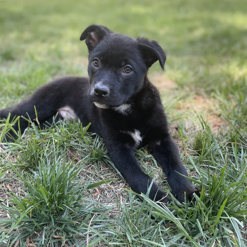A baby large-sized male Black Labrador Retriever dog named Mondo for adoption in Rock Hill, SC