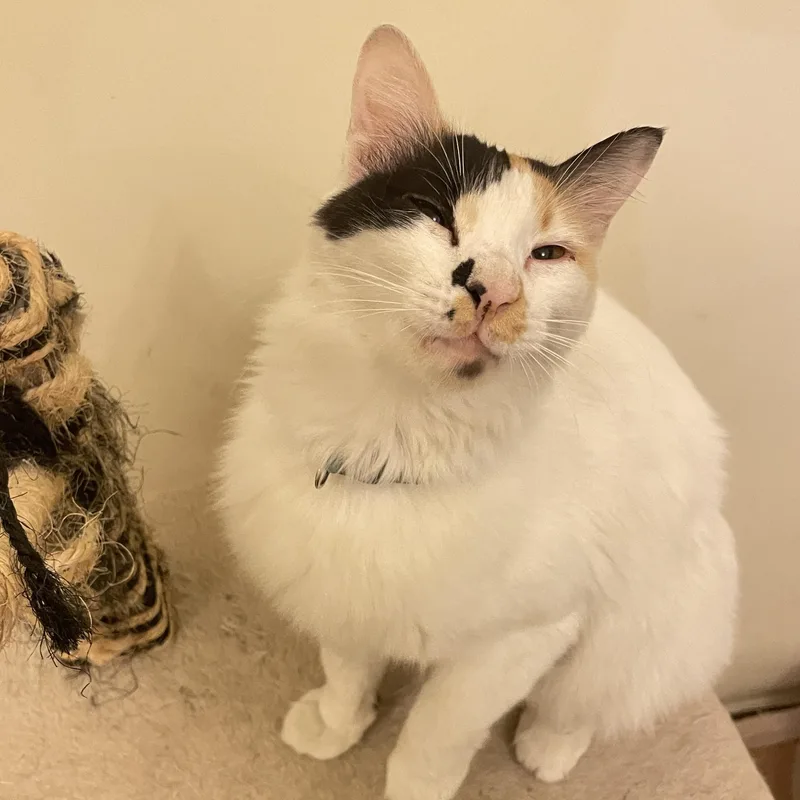 An adult medium-sized female Calico Domestic Short Hair cat named Tria for adoption in Waltham, MA