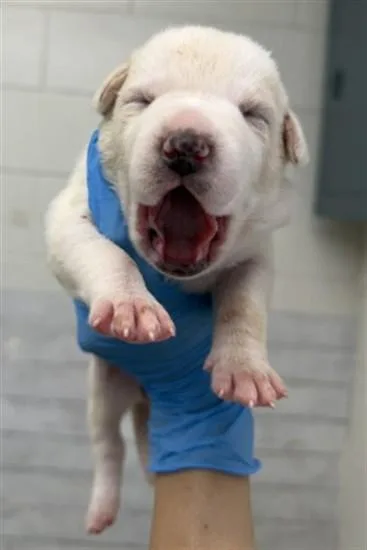 A baby small-sized female Pit Bull Terrier dog named Skye for adoption in San Bernardino, CA