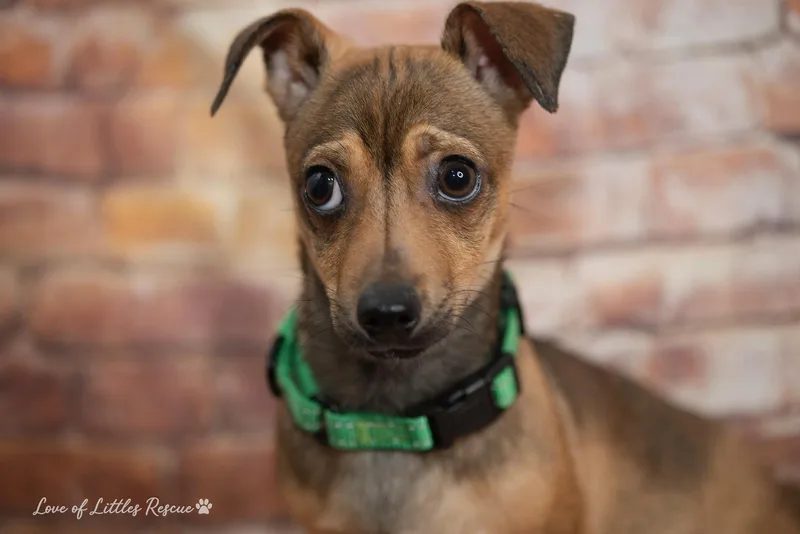 A baby small-sized male Brown / Chocolate Chihuahua dog named Jared for adoption in Heiskell, TN
