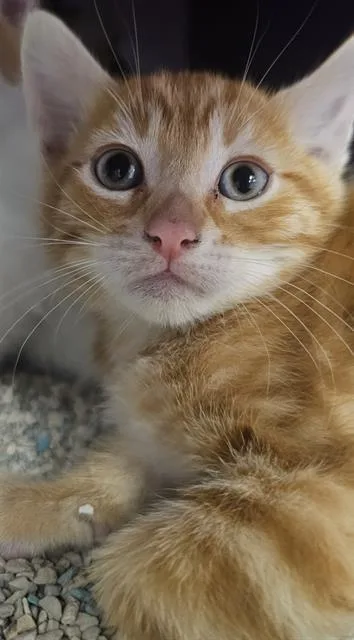 A baby small-sized male Domestic Short Hair cat named Toasted Almond for adoption in Santa Cruz, CA