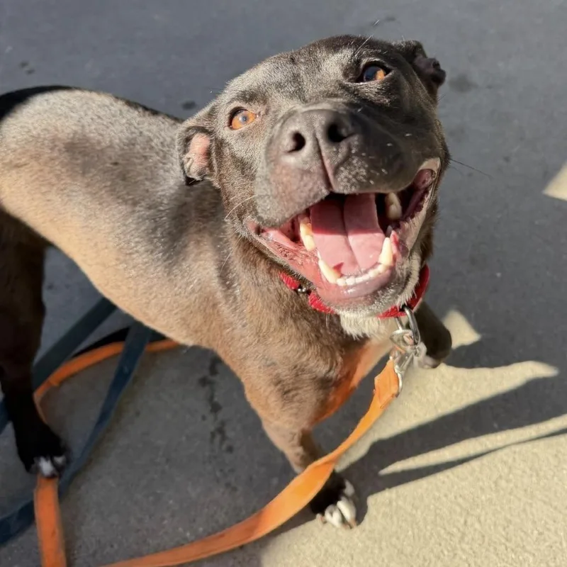 A young medium-sized female Black Mixed Breed dog named Lacey for adoption in Hampton Bays, NY