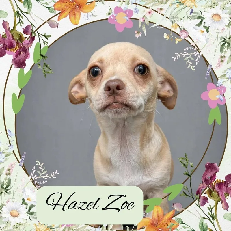 Hazel Zoe