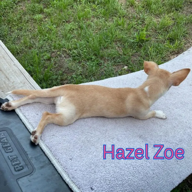 Hazel Zoe thumbnail 2