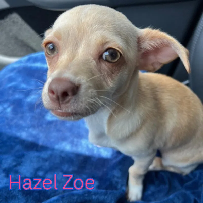 Hazel Zoe thumbnail 3