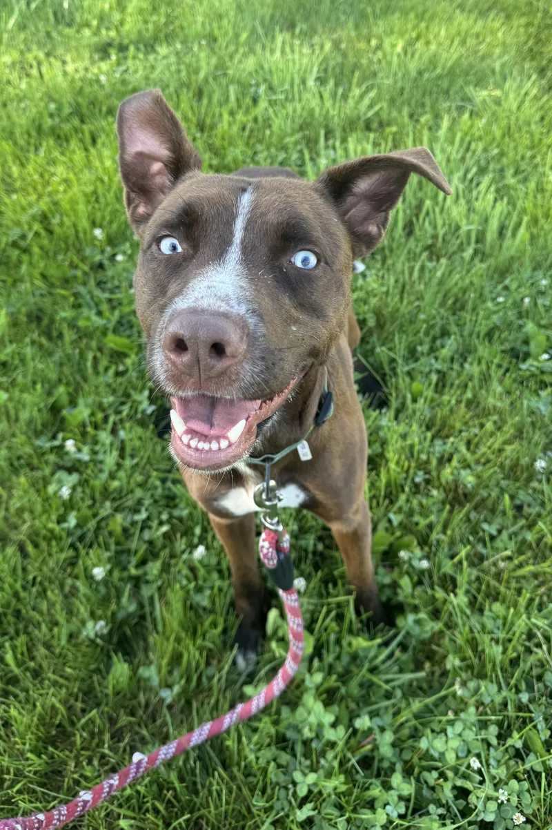 An adult medium-sized male Brown / Chocolate Mixed Breed dog named Copper for adoption in Blair, NE