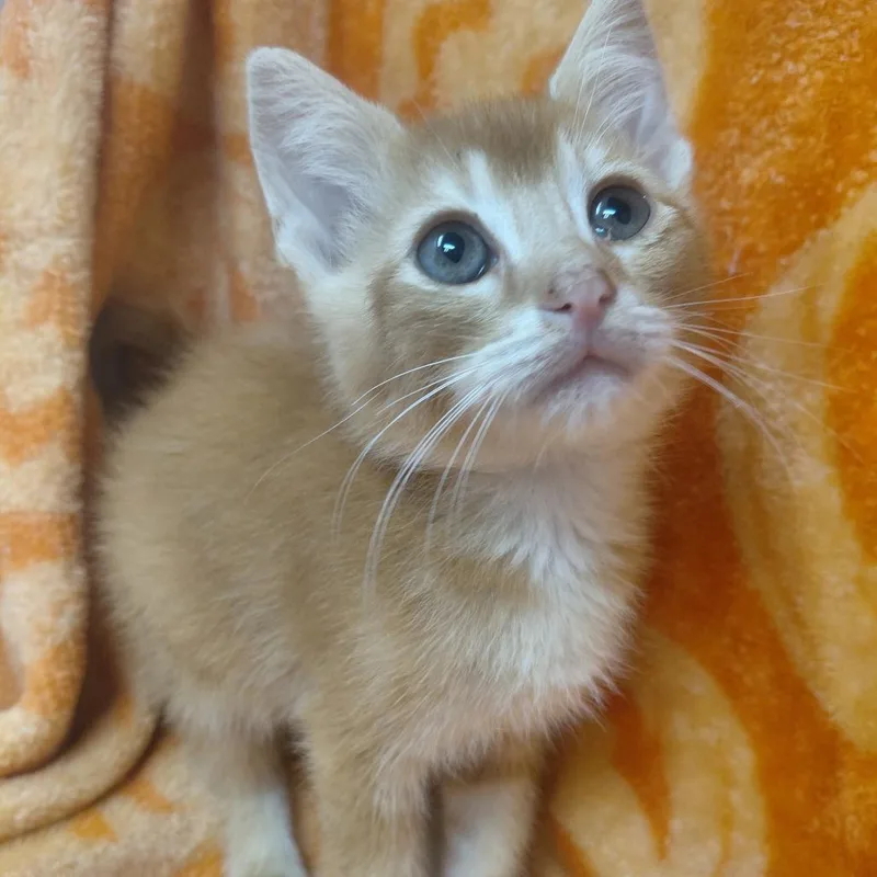 A baby small-sized male Domestic Short Hair cat named PumpkinPatch for adoption in New Tazewell, TN