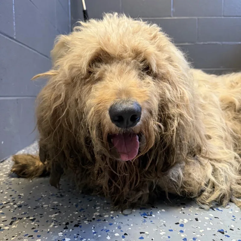 An adult large-sized male Yellow / Tan / Blond / Fawn Golden Retriever dog named TUSCStray for adoption in Tuscaloosa, AL