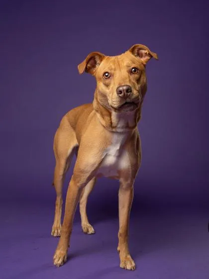 An adult medium-sized female Labrador Retriever dog named Milah for adoption in Atlanta, GA