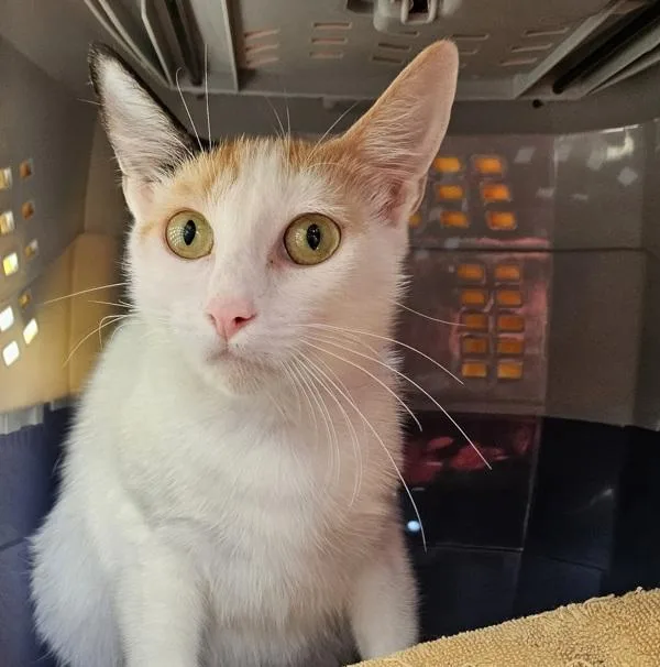 An adult small-sized female Domestic Short Hair cat named Maybelle for adoption in Escondido, CA