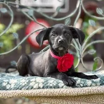 A baby medium-sized female Black Boxer dog named Onyx for adoption in Southport, CT