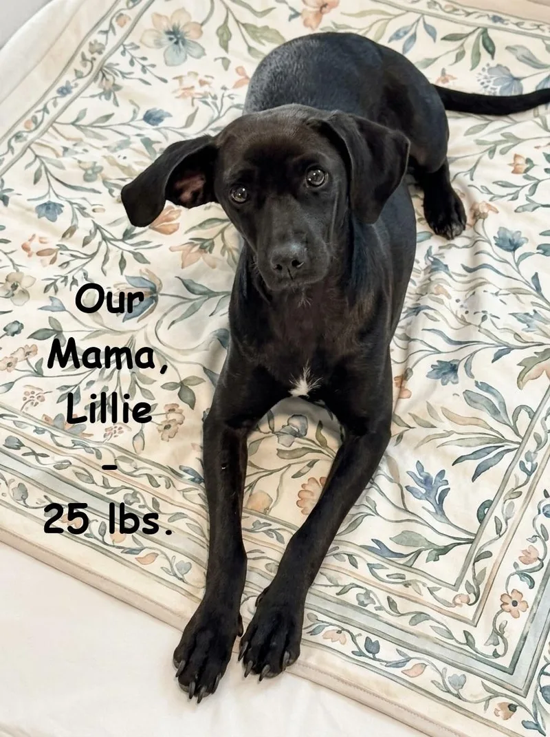Onyx thumbnail 4