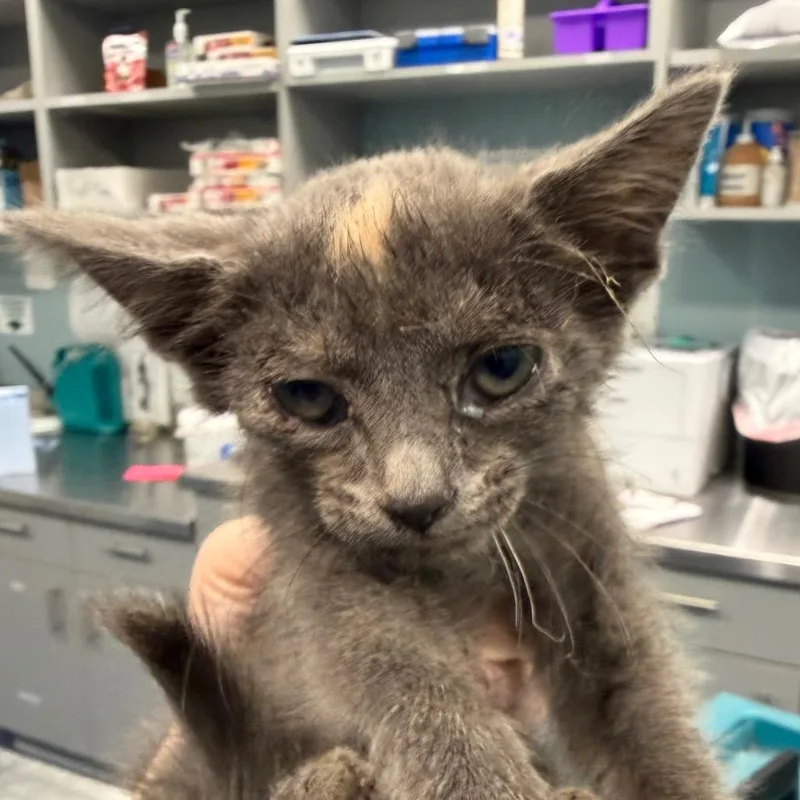 A baby small-sized female Smoke Domestic Short Hair cat named X for adoption in Greensboro, NC
