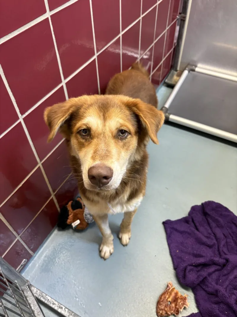A young medium-sized male Siberian Husky dog named Jax for adoption in Houston, TX