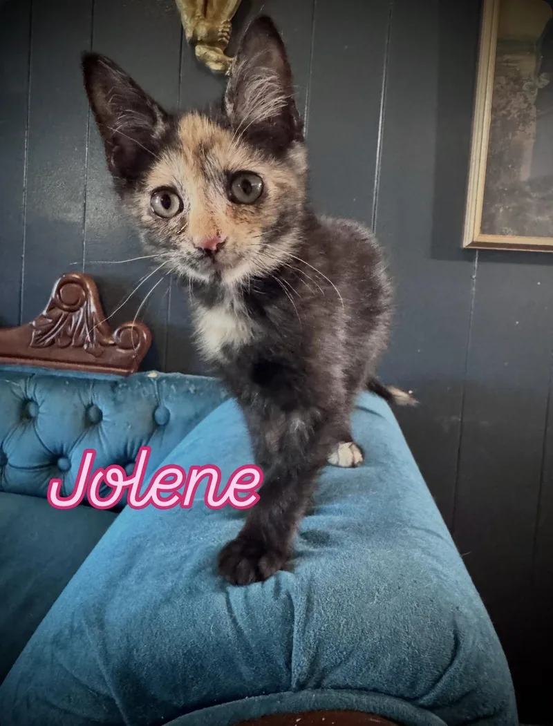 A baby medium-sized female Tortoiseshell Domestic Short Hair cat named Jolene for adoption in Avoca, PA