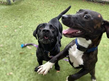 An adult medium-sized male Retriever dog named Lowridin` Larry for adoption in Gainesville, FL