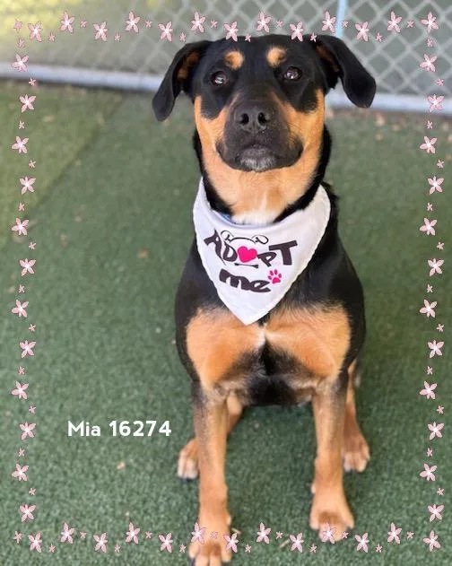 A young medium-sized female Black Rottweiler dog named Mia for adoption in Marietta, GA