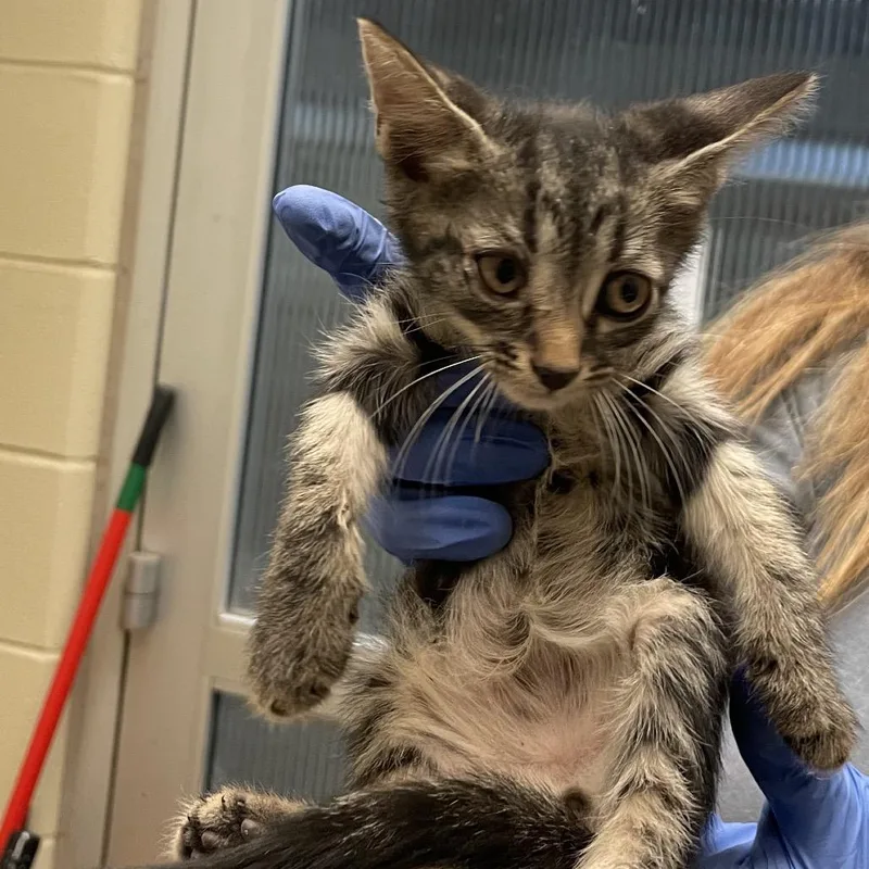 A baby small-sized male Brown / Chocolate Domestic Short Hair cat named Wyatt for adoption in Columbus, GA