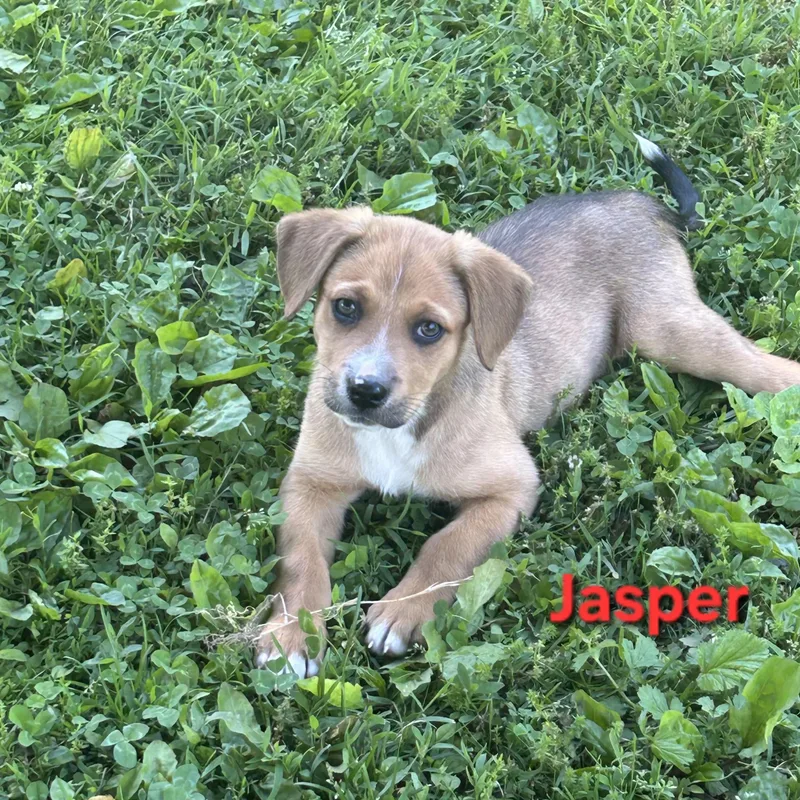 A baby small-sized male Beagle dog named Jasper for adoption in Crocker, MO