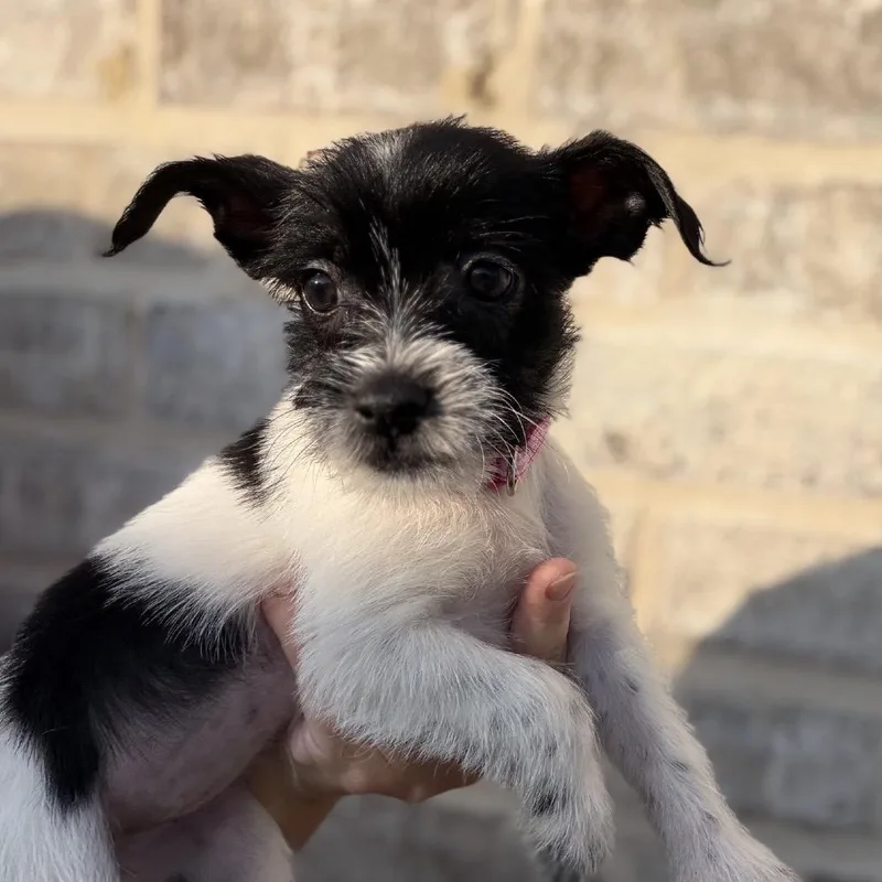 A baby small-sized female White / Cream Havanese dog named Olina for adoption in Baton Rouge, LA