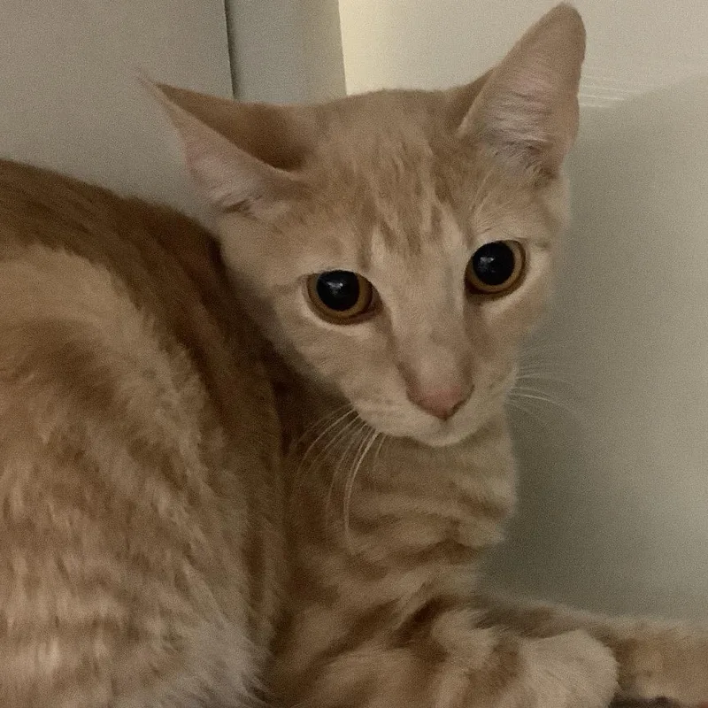 A young medium-sized male Orange / Red Domestic Short Hair cat named Pinky for adoption in Redwood City, CA